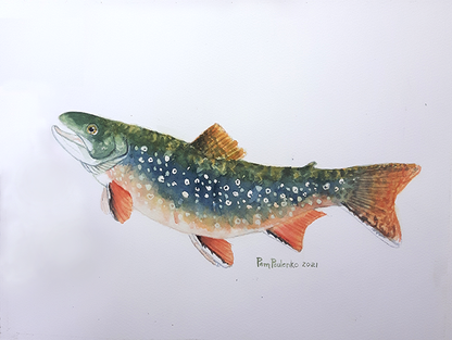 Brook Trout Original - Original Watercolour Art by Canadian Artist Pamela Paulenko, painting Ontario wildlife