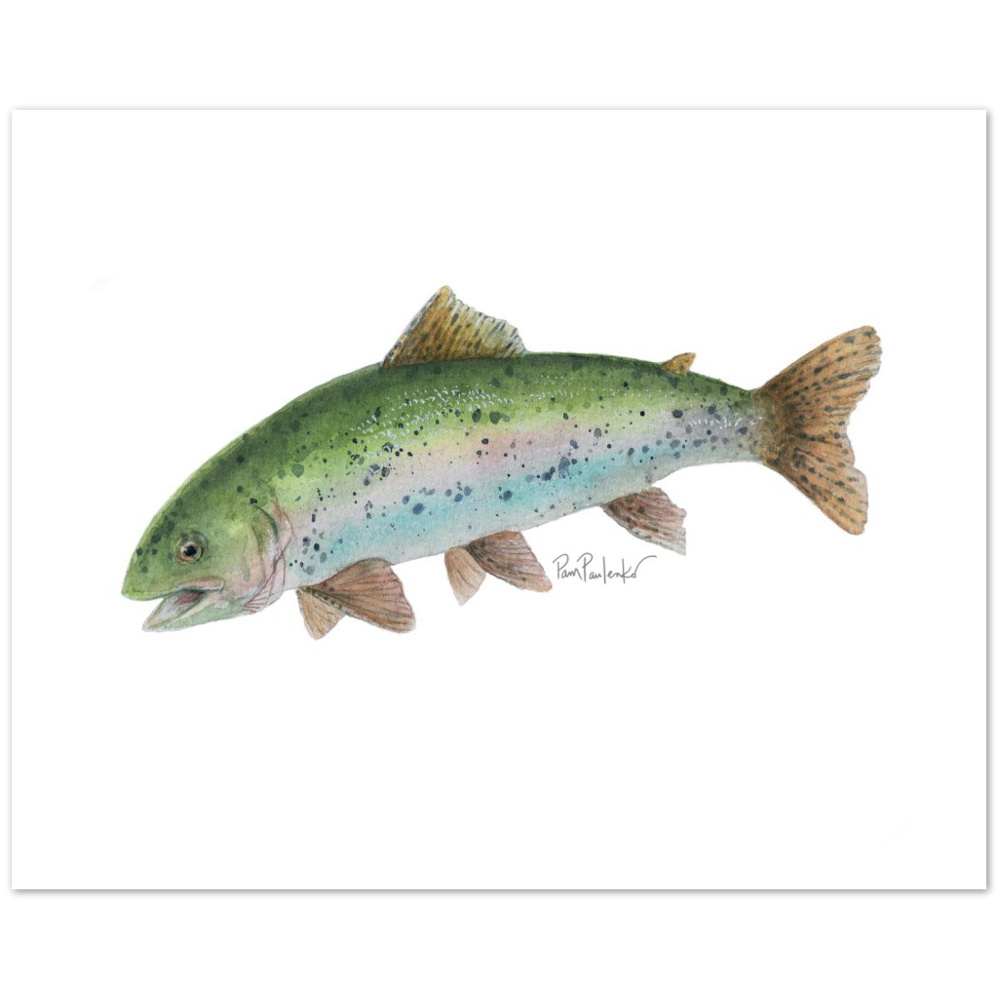 Classic Matte Paper Poster  Rainbow Trout Watercolour - Original Watercolour Art by Canadian Artist Pamela Paulenko, painting Ontario wildlife