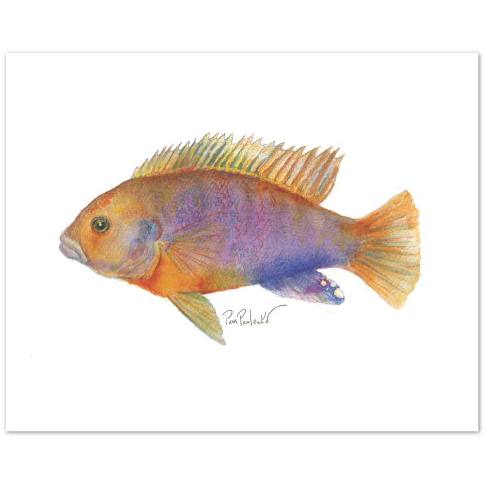 Classic Matte Paper Poster Rusty Cichlid  Hand painted Watercolour Print - Original Watercolour Art by Canadian Artist Pamela Paulenko, painting Ontario wildlife