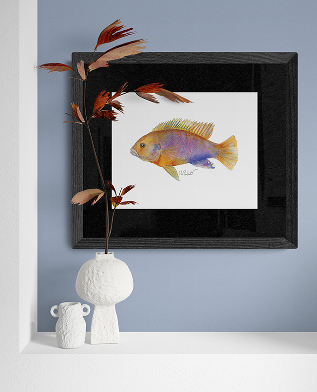 Classic Matte Paper Poster Rusty Cichlid  Hand painted Watercolour Print - Original Watercolour Art by Canadian Artist Pamela Paulenko, painting Ontario wildlife